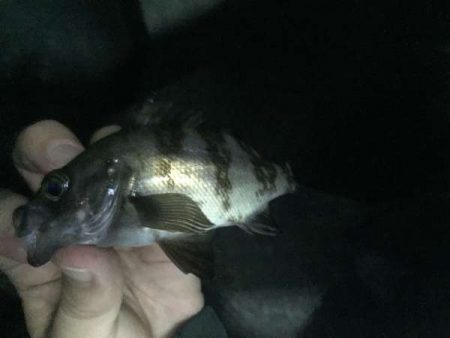 梅雨メバルなのにロリメバル